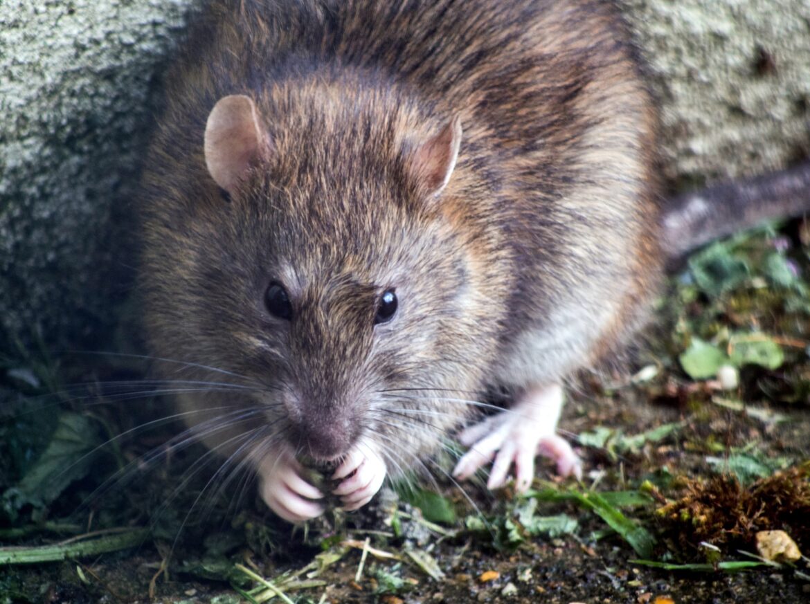 9 Interesting Facts About Rats That You Didn’t Know