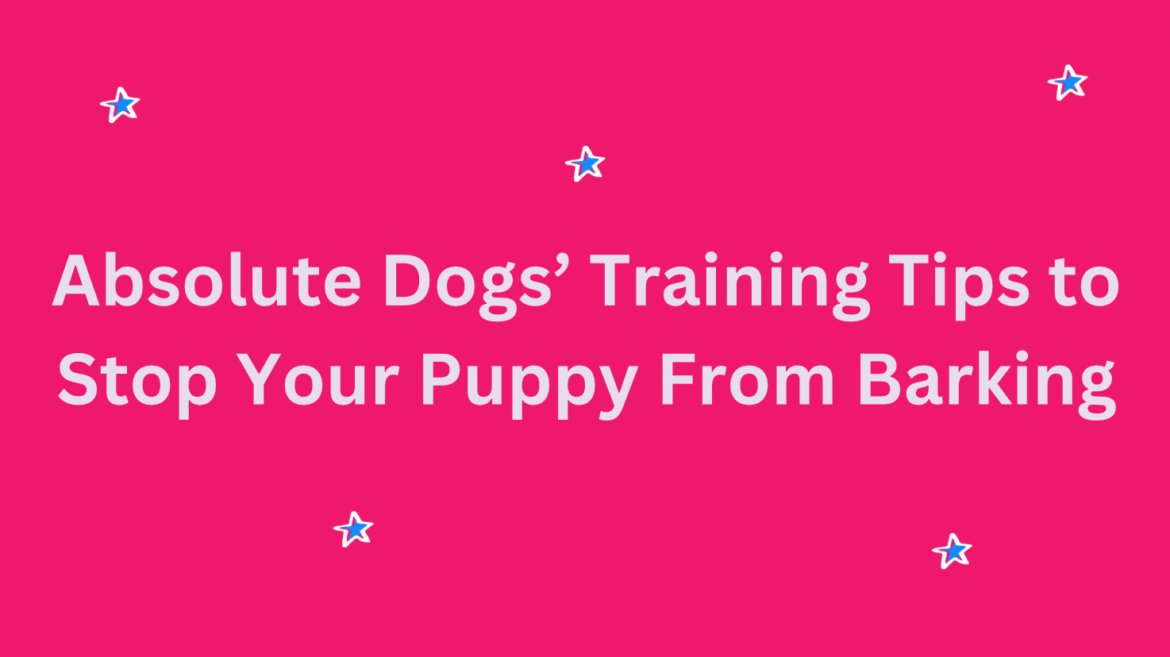 Absolute Dogs’ Training Tips to Stop Your Puppy From Barking