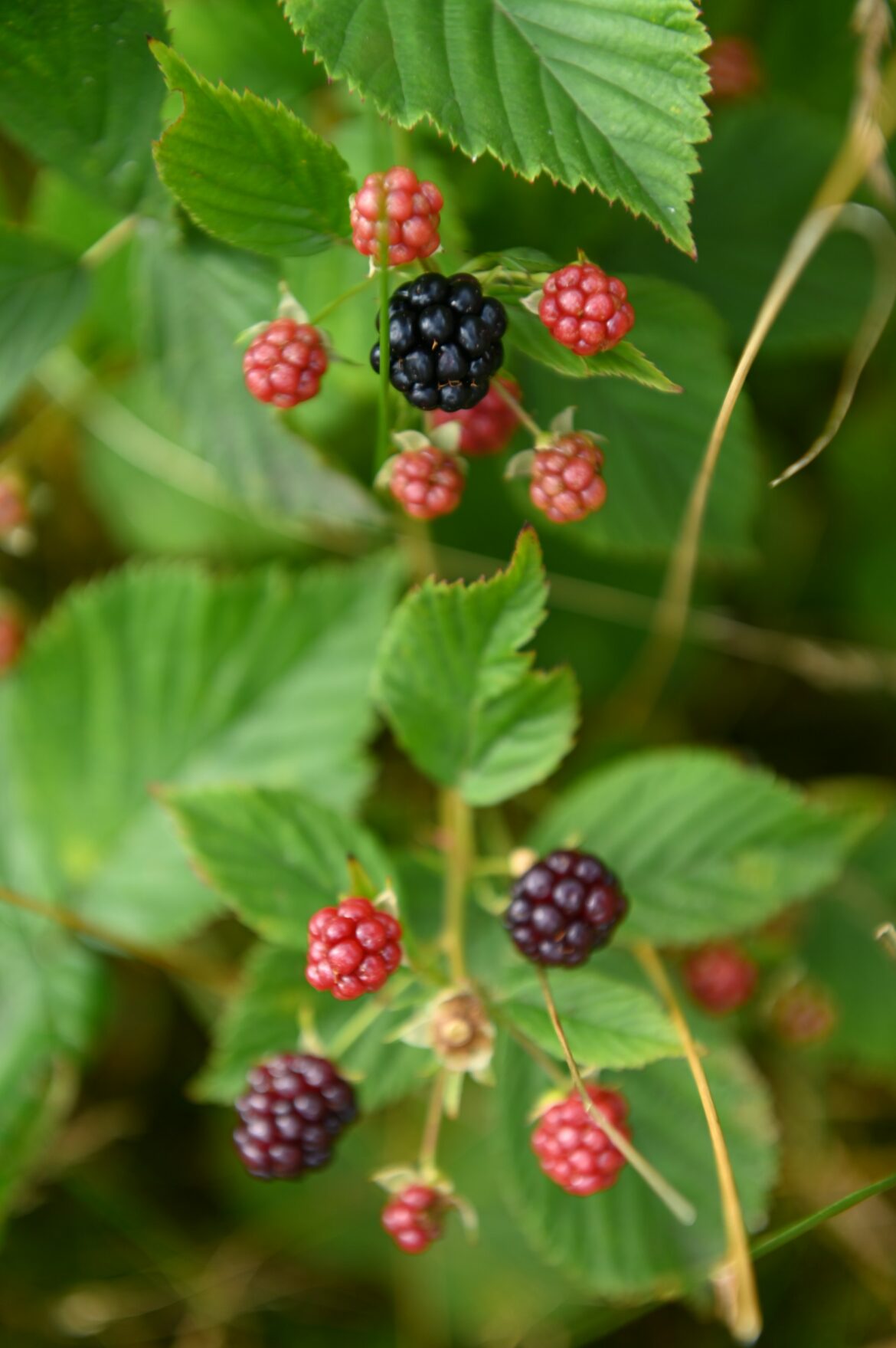 Breaking Ground: Unveiling the Definitive Manual for Cultivating Luxurious Blackberry Gardens