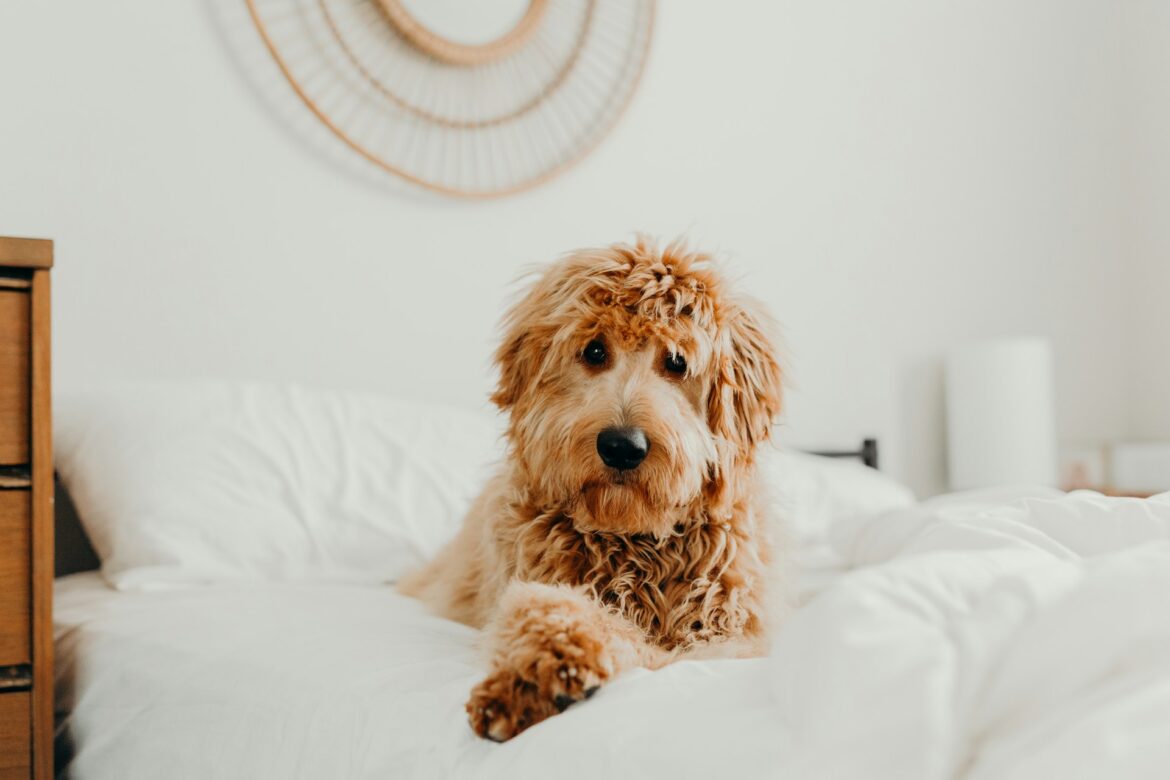 Spencer Schar: What is Canine Enrichment?