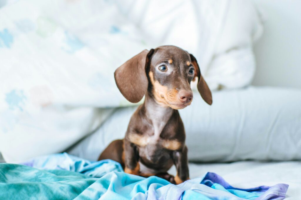 Choosing the Right Dachshund Puppy: Key Characteristics to Look For