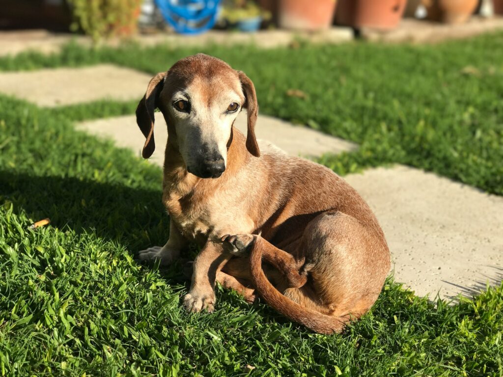 Pet-Friendly Garden Upgrades: Making Your Outdoor Space Safe and Enjoyable for Furry Friends