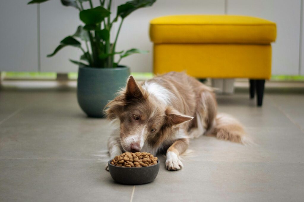 Raw, Organic or Kibble? What UK Dog Owners Are Feeding in 2025