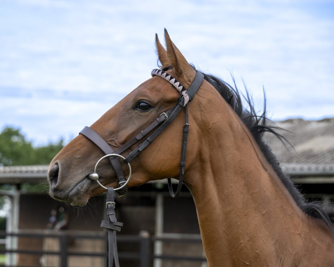 Surprise your aunt this Christmas with the thrill of racehorse ownership from Racing Club